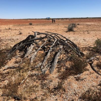 An outback Australian landscape of red earth and a blue sky with a mound of black sticks shaped in a dome in the foreground.